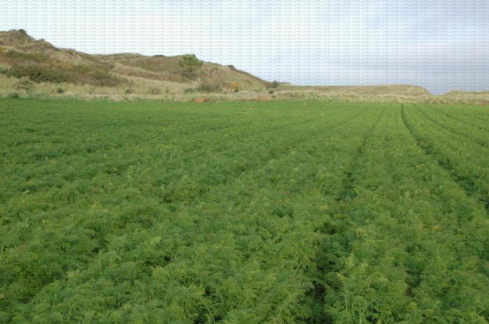Parcelle de production de carotte typique de la zone de Créances (Normandie)